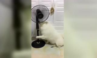 狗狗的太大了太热了