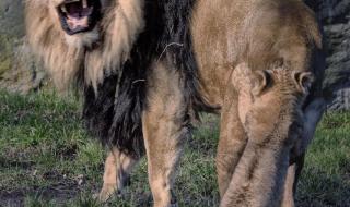 狮子熊猫猴子兔子转盘机怎么压分可以赚到钱 猴子打输了逃狮子园