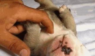 防空警报是什么 防空警报是什么意思