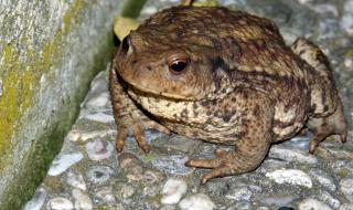 中华大蟾蜍 中华大蟾蜍