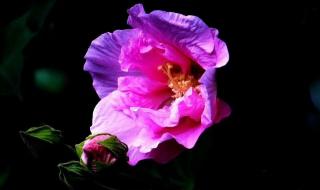 一朵花两朵花三朵花 一朵花两朵花三朵花