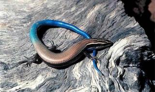 中国石龙子 中国石龙子