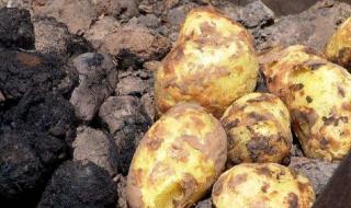 洋芋菜疙瘩最简单的做法 中国梦想秀洋芋疙瘩