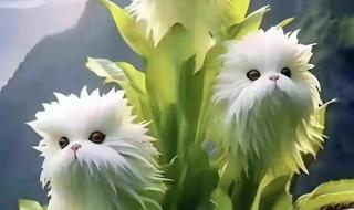 喜马拉雅灵猴花是真的吗 辟谣喜马拉雅灵猴花