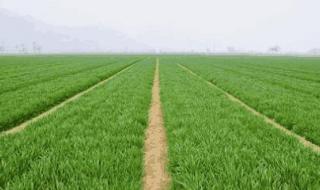 在家买小麦多少一斤 新小麦多少钱一斤