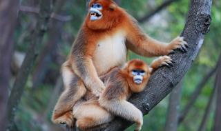 为什么大熊猫只在甘肃省 大熊猫生活在什么地方