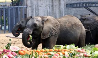 常州淹城野生动物园多大 淹城野生动物园
